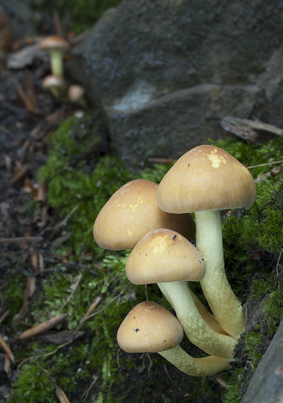 Hypholoma fasciculare